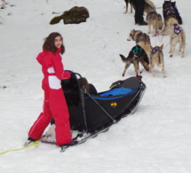 Chiens de traineaux